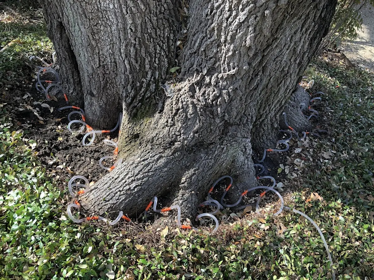 Detailed Shrub and Hedge Trimming job site in Freeman Spur